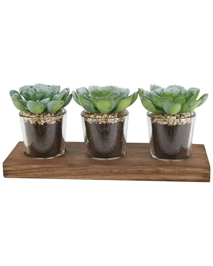 Set of 3 Shot Glass Succulents on Wood Tray - Brown image