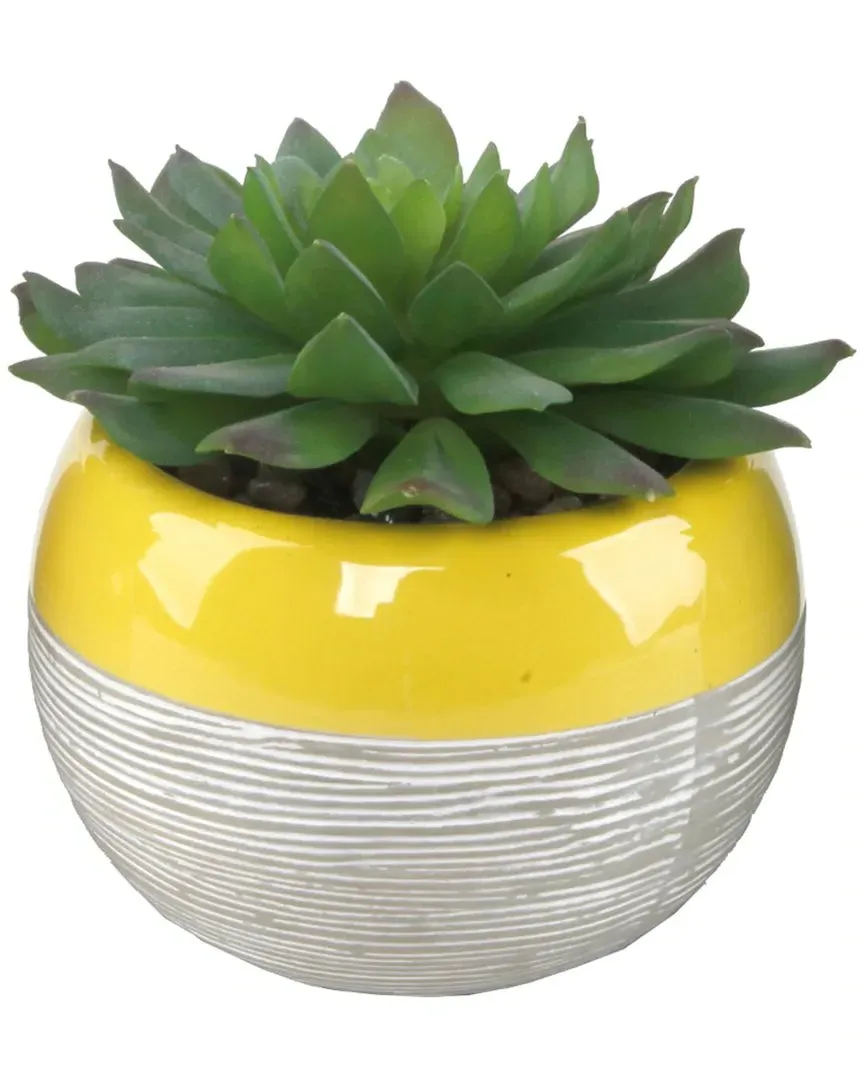 Succulent in Two Tone Lines Ceramic Pot - Yellow image