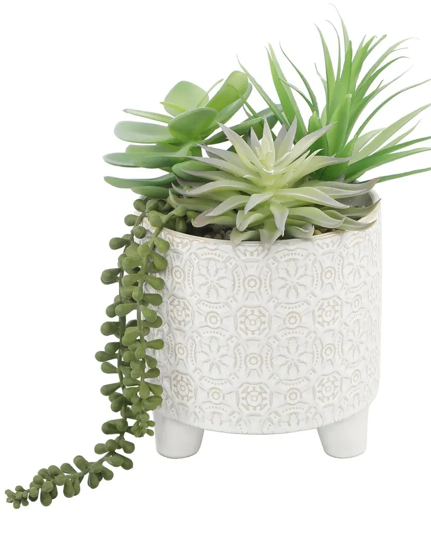 Succulent Mix in Footed Cathedral Planter - Ivory