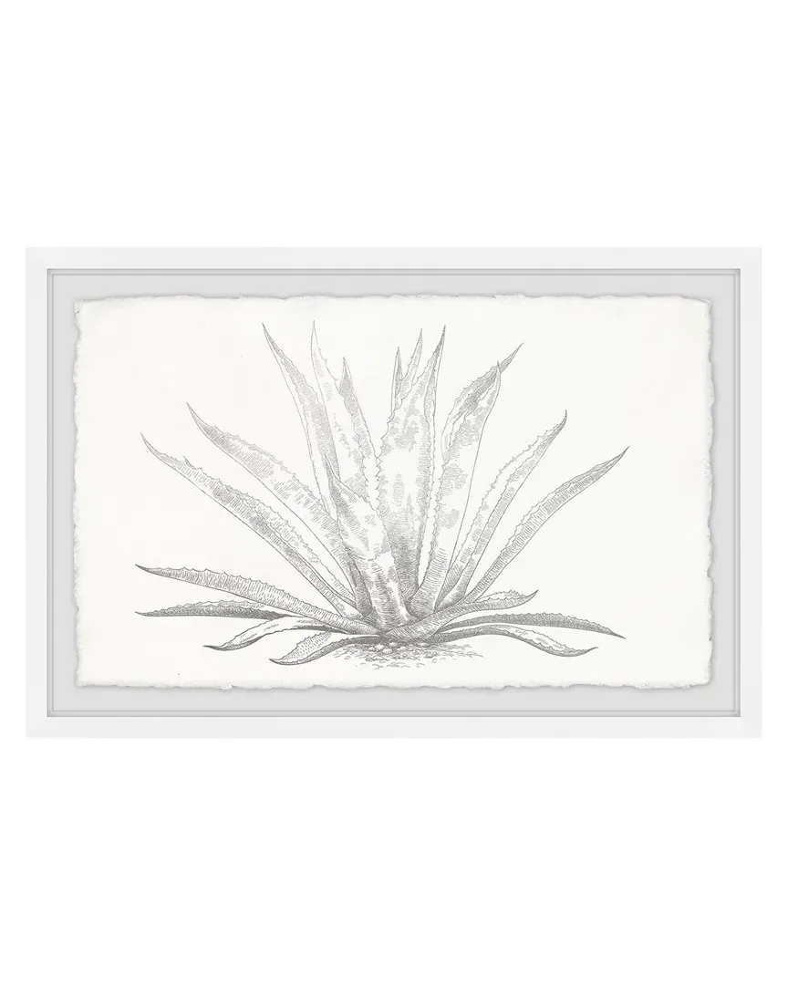 Agave Desmettiana II Framed Art Print image