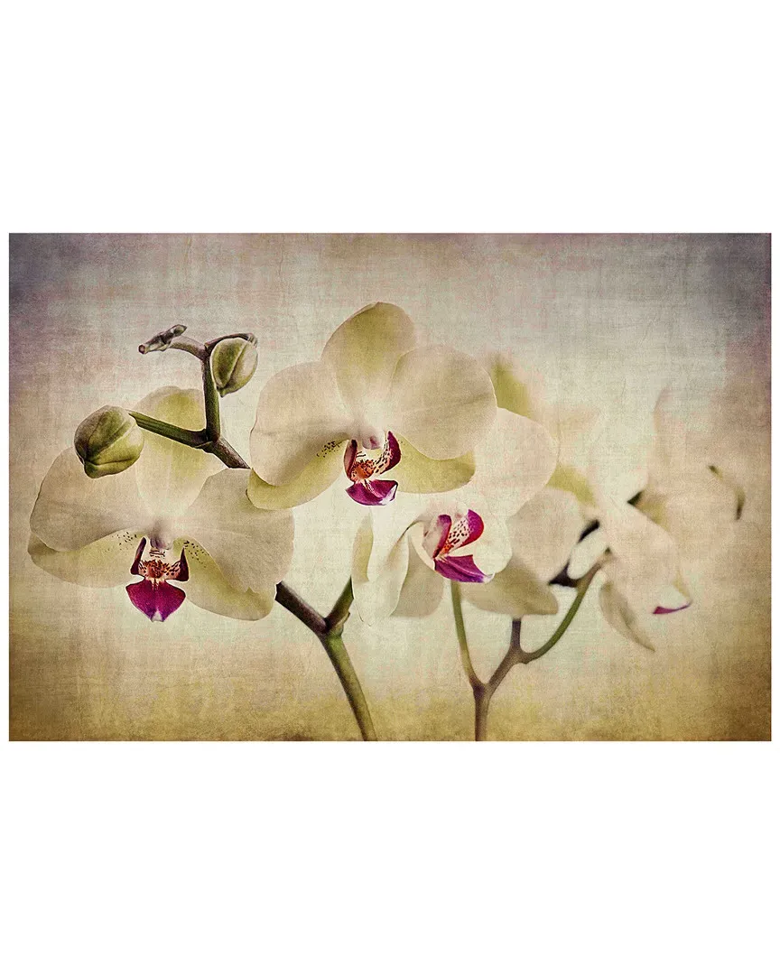 Pale Orchids Wide Canvas Art Print - Gallery Wrapped image