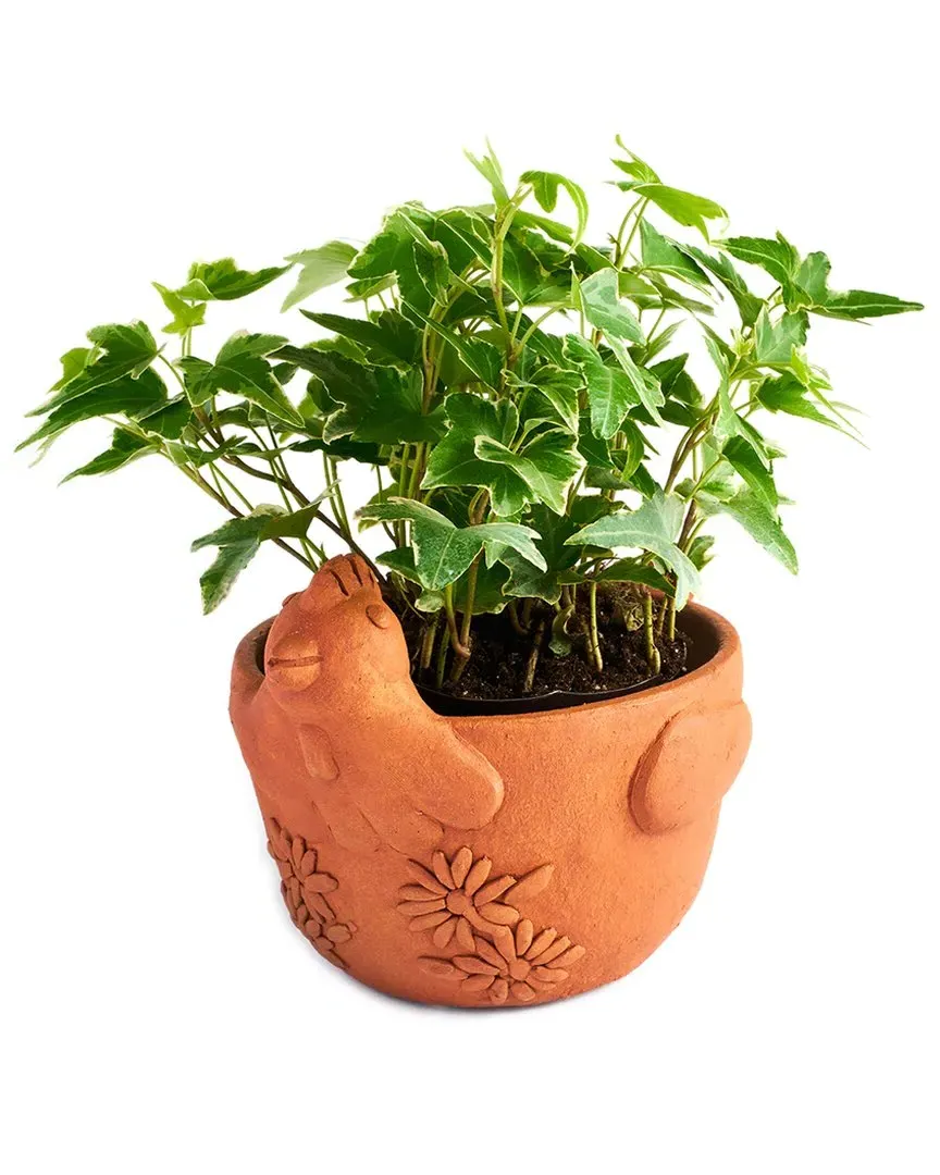 Rakshana Chicken Plant Pot - Terracotta, Clay