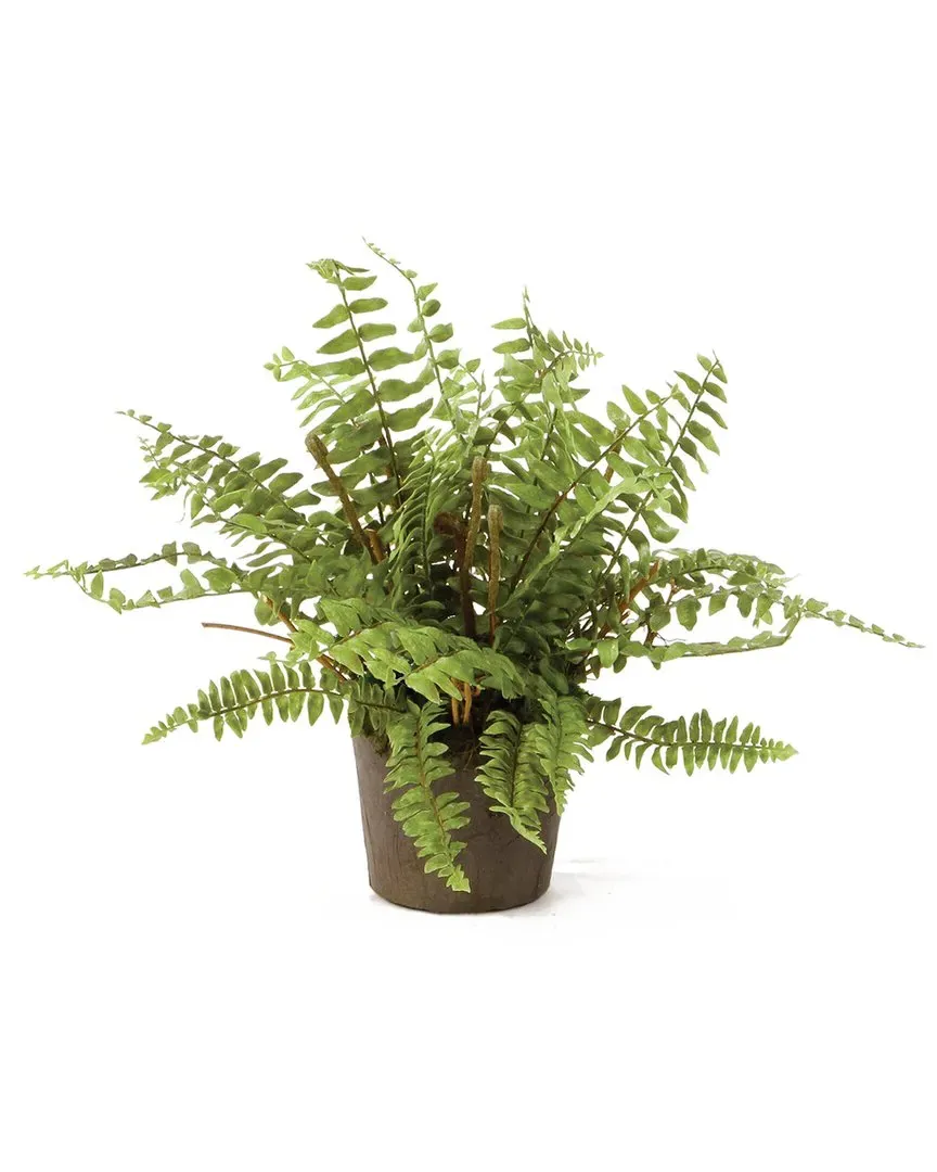 12in Boston Fern Drop-In