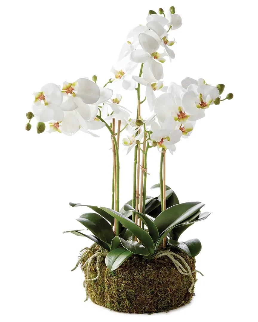20in Phalaenopsis Orchid Bowl Drop-In - White