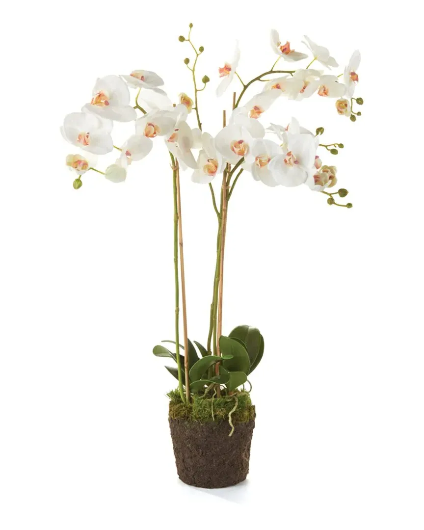 31in Phalaenopsis Orchid Drop-In - White