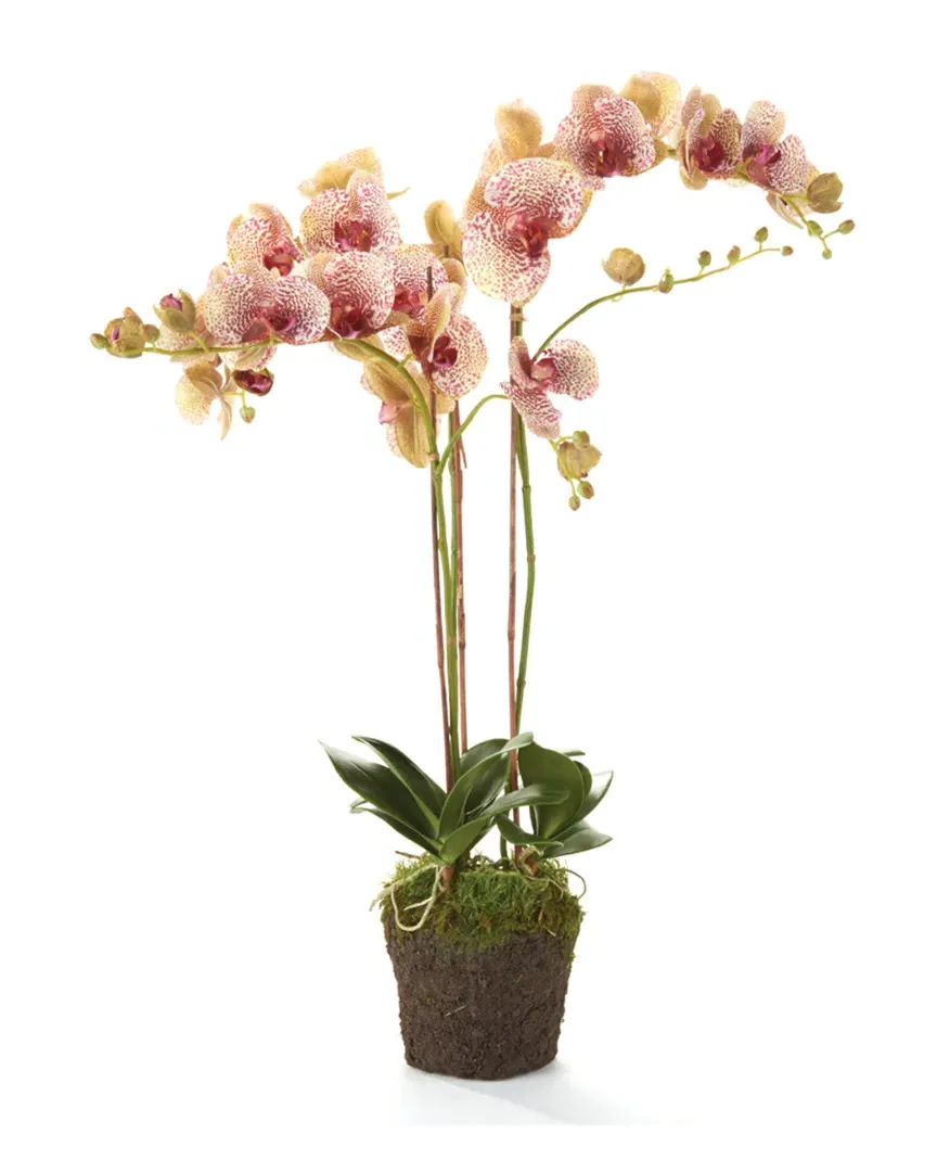 32in Phalaenopsis Orchid Drop-In - Speckled Pink