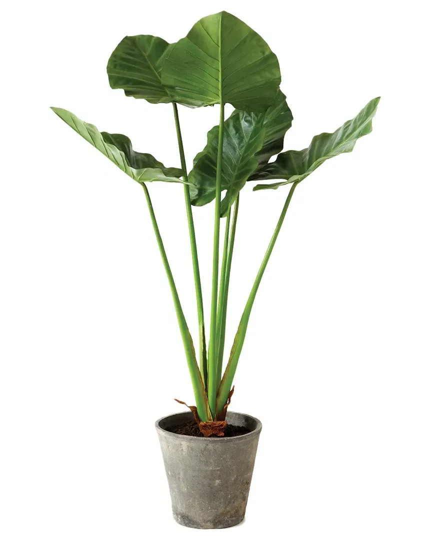 42in Potted Alocasia Plant - Green image