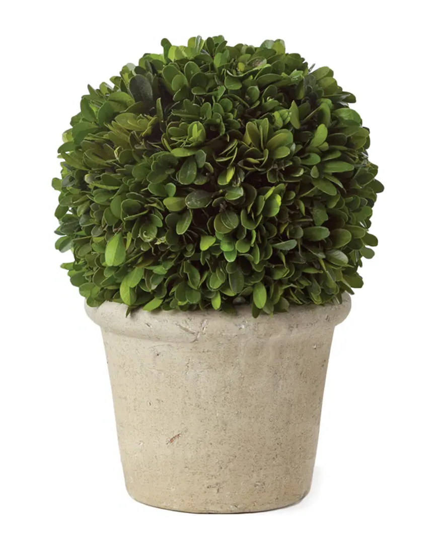 8in Boxwood Ball Topiary in Pot - Green
