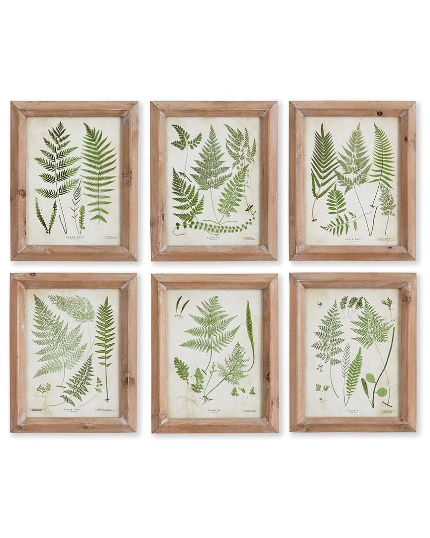 Assorted Frond Study Petite Prints Set - Fir Wood image