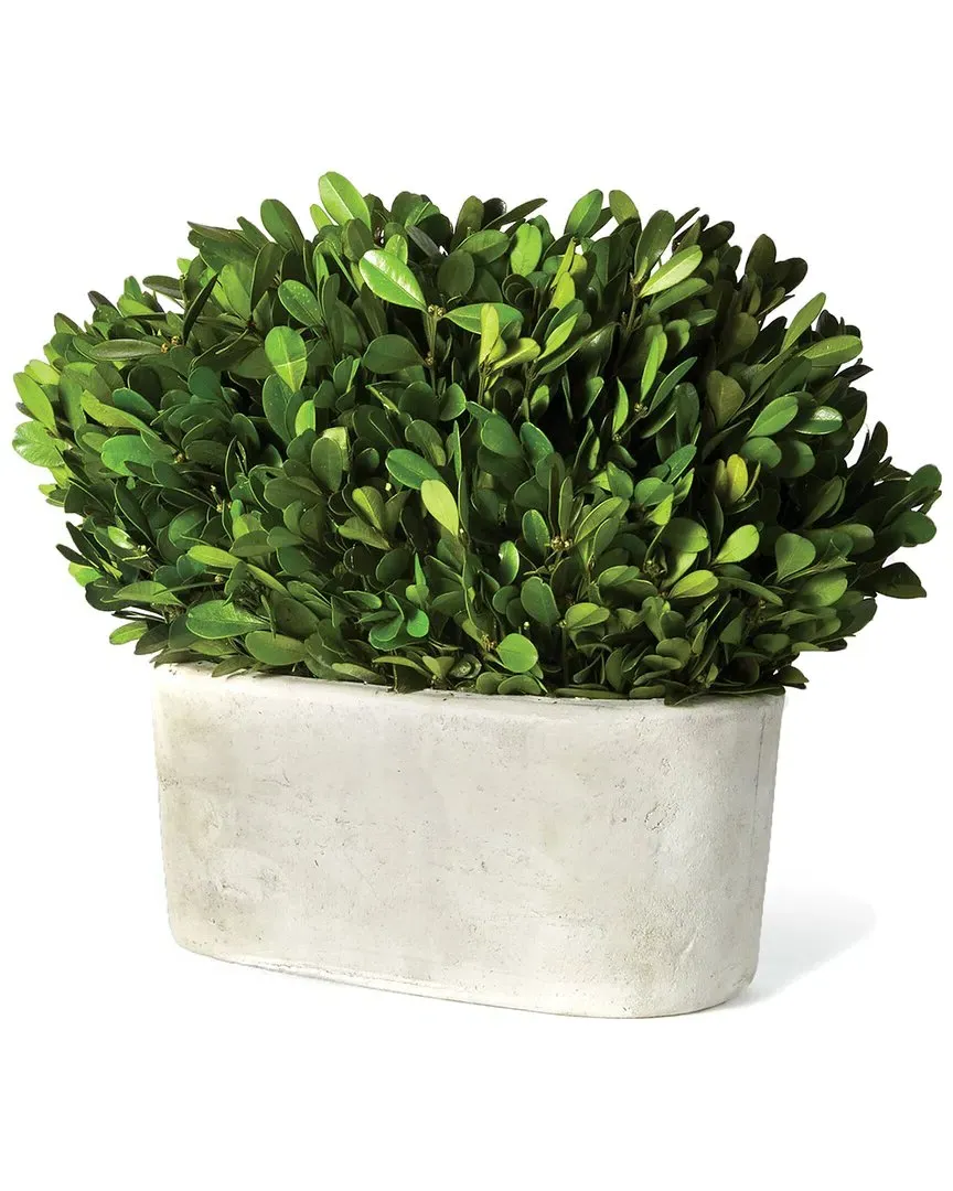 Boxwood Bush in Oval Pot - Green image