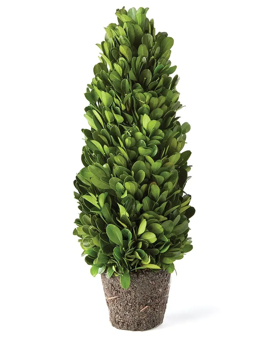 Boxwood Cone Topiary Drop-In 12in - Green image
