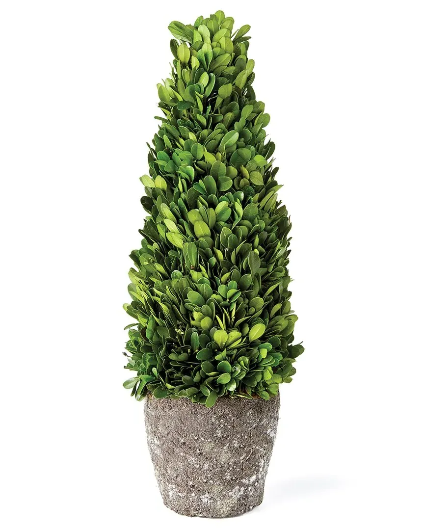 Boxwood Cone Topiary Drop-In 16in - Green