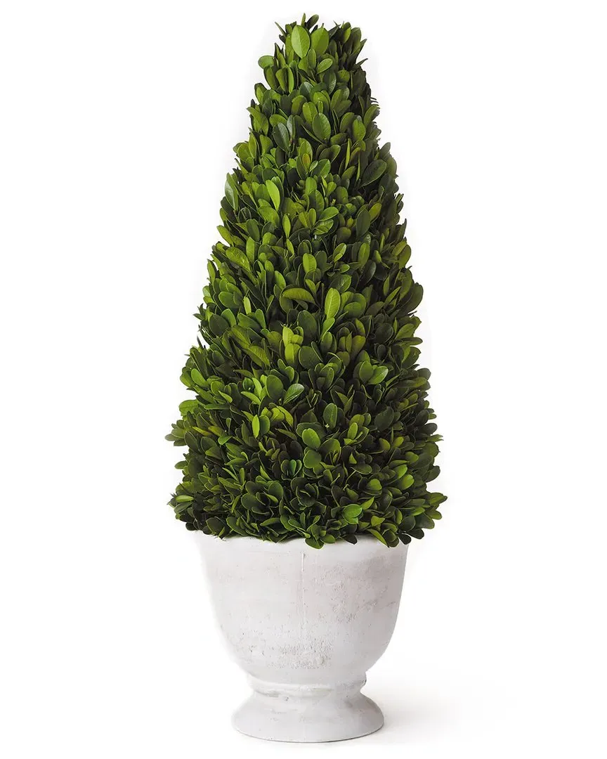 Boxwood Cone Topiary in Pot - Ceramic