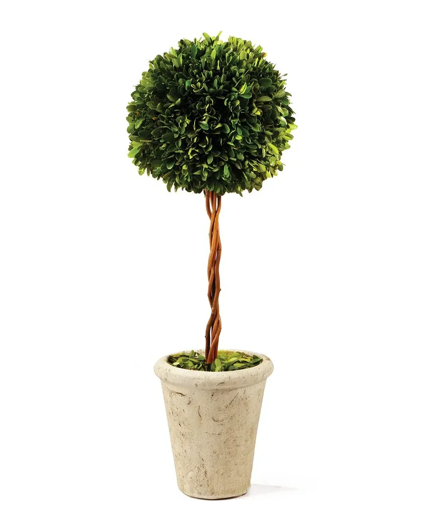 Boxwood Single Sphere Topiary with Terracotta Pot