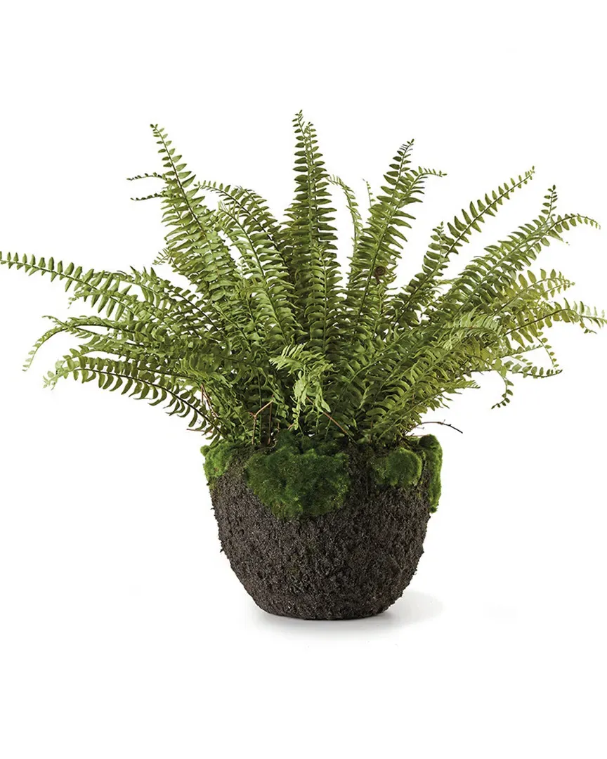 Grand Boston Fern Drop-In - Green