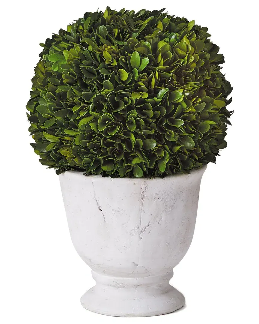 Large Boxwood Ball Topiary in Pot - Green
