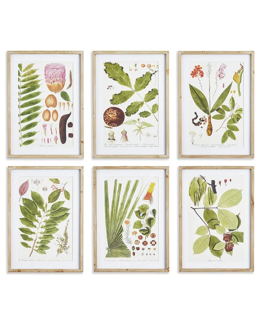 Leaf Botanical Study Print Set - Fir Wood
