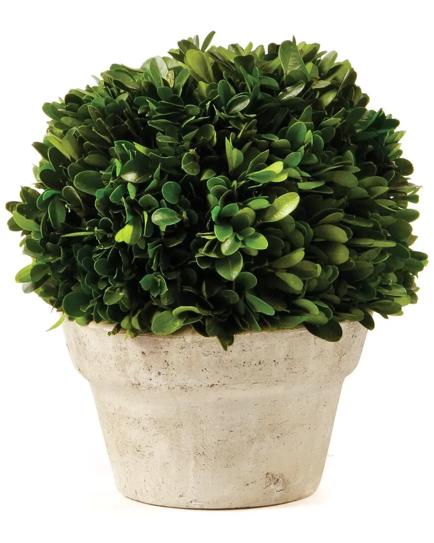 Medium Boxwood Ball Topiary in Pot - Green image