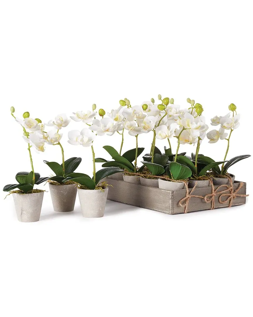Mini Phalaenopsis Potted Set with Tray - White image