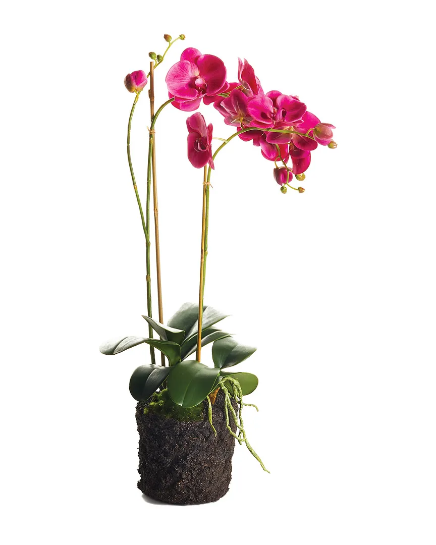 Phalaenopsis Drop-in - Fuchsia image