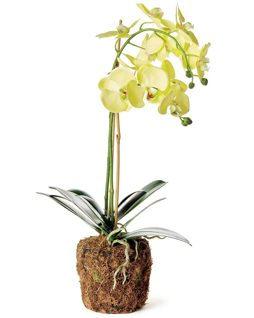 Phalaenopsis Orchid Drop-In - Yellow