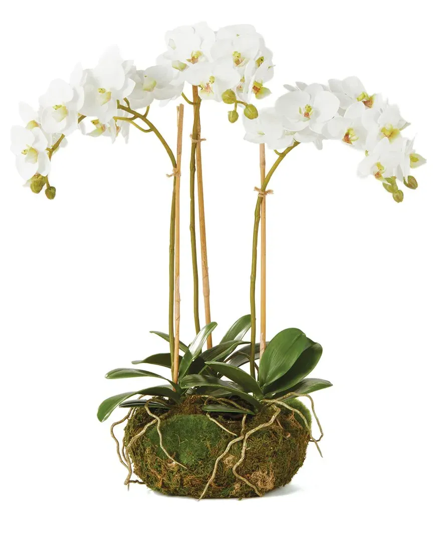 Phalaenopsis Orchid Mini Garden - White
