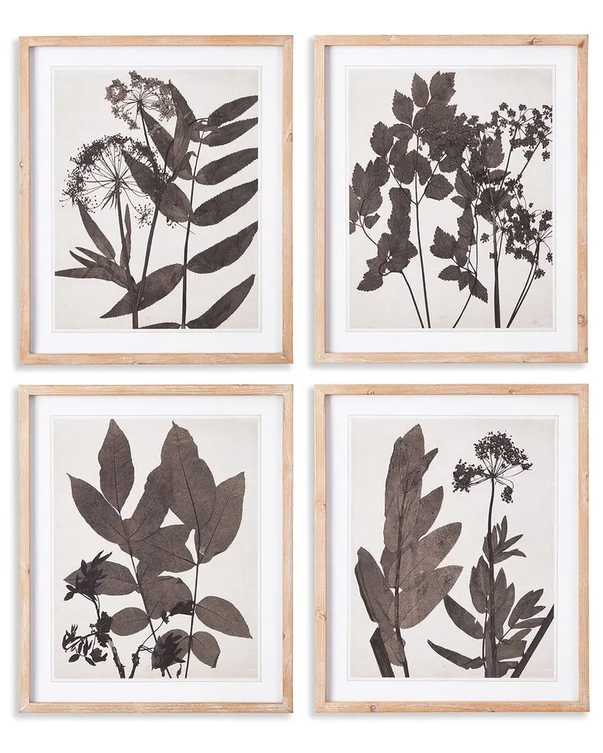 Pressed Foliage Prints Set - Fir Wood image