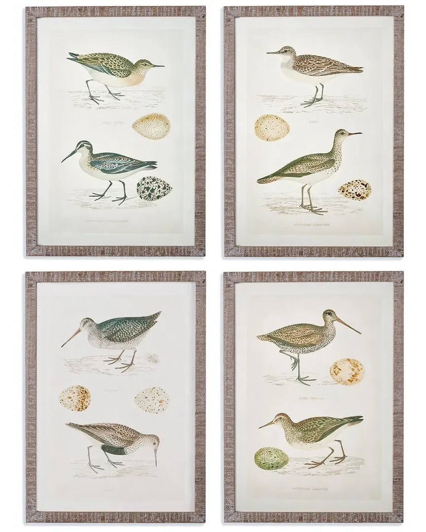Set of 4 Coastal Birds Study Wall Art - Fir Wood