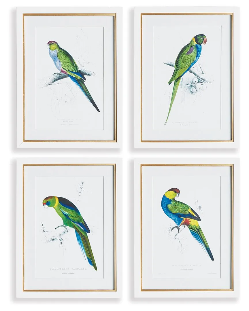 Set of 4 Colorful Parrots Prints - Green, Fir Wood