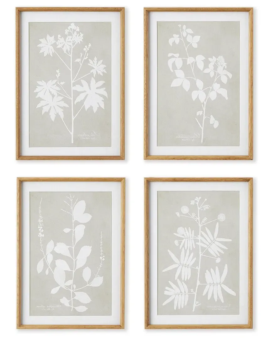 Set of 4 Foliage Study Prints - Fir Wood
