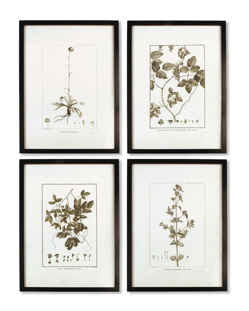 Set of 4 Framed Botanical Prints - Sepia Tone image