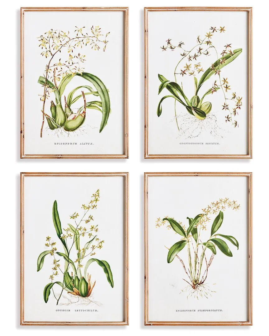 Set of 4 Orchid Assortment Study Wall Art - Beige, Fir Wood