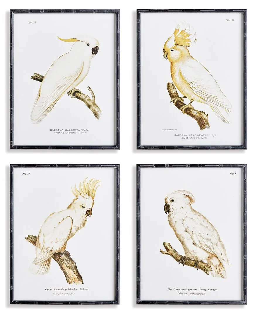 Set of 4 Parrot Study Wall Art - Black, Fir Wood