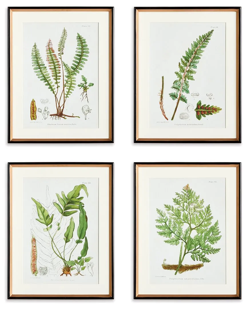 Set of 4 Structural Fern Study Wall Art - Fir Wood