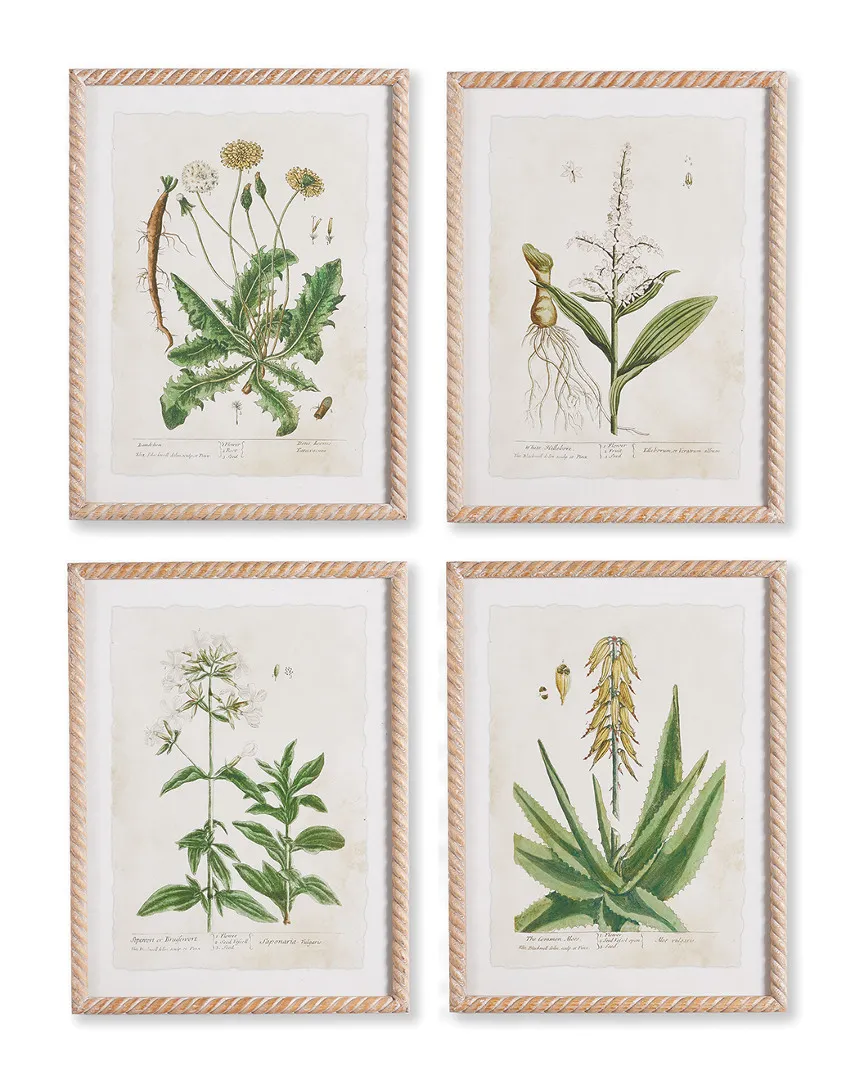 Set of 4 Vintage Botanical Study Prints - Fir Wood