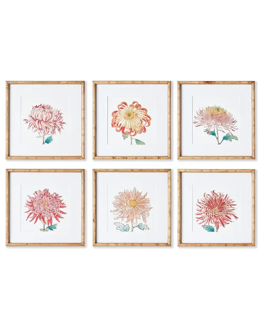 Set of 6 Colorful Chrysanthemum Framed Prints - Fir Wood