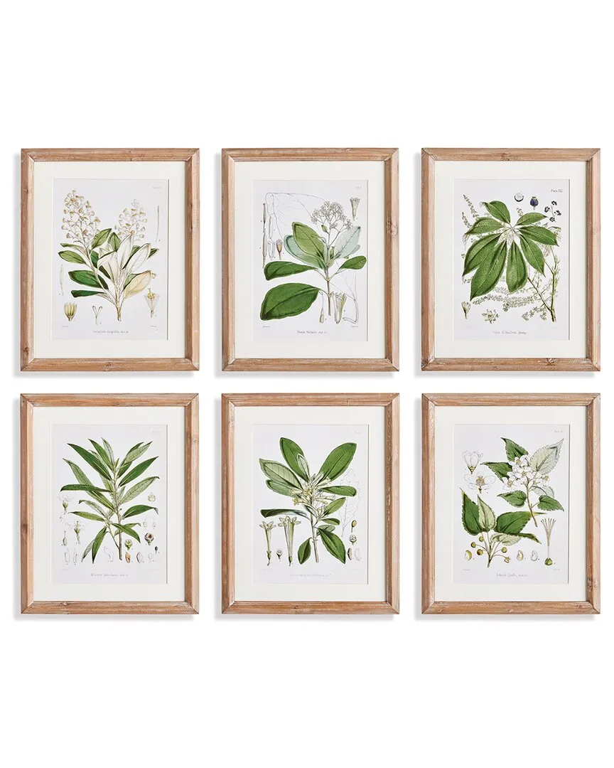 Set of 6 Flower & Leaf Study Wall Art - Green, Fir Wood image