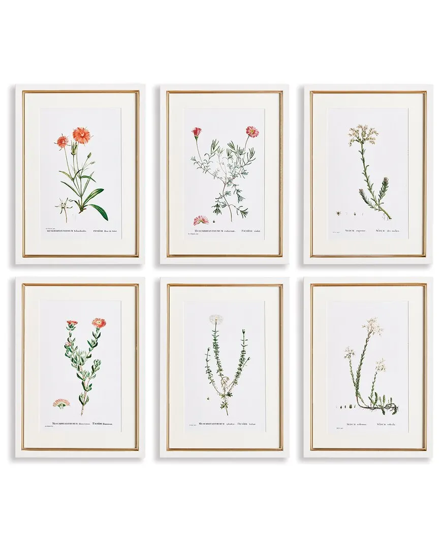 Set of 6 Flower Studies Wall Art - Blush, Fir Wood