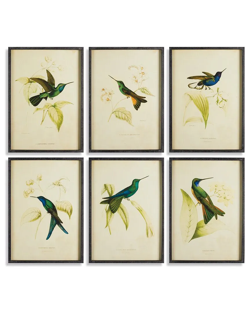 Set of 6 Hummingbird Framed Prints - Fir Wood