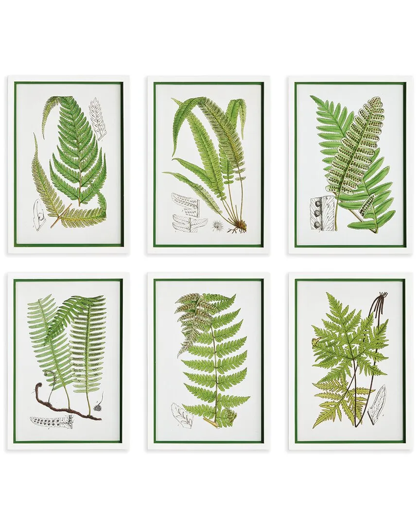 Set of 6 Layered Fern Framed Prints - Fir Wood