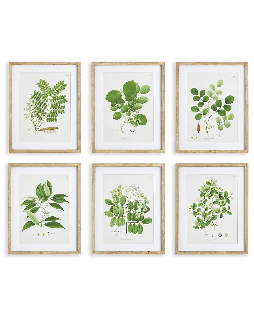 Set of 6 Tree Leaf Study Framed Prints - Fir Wood