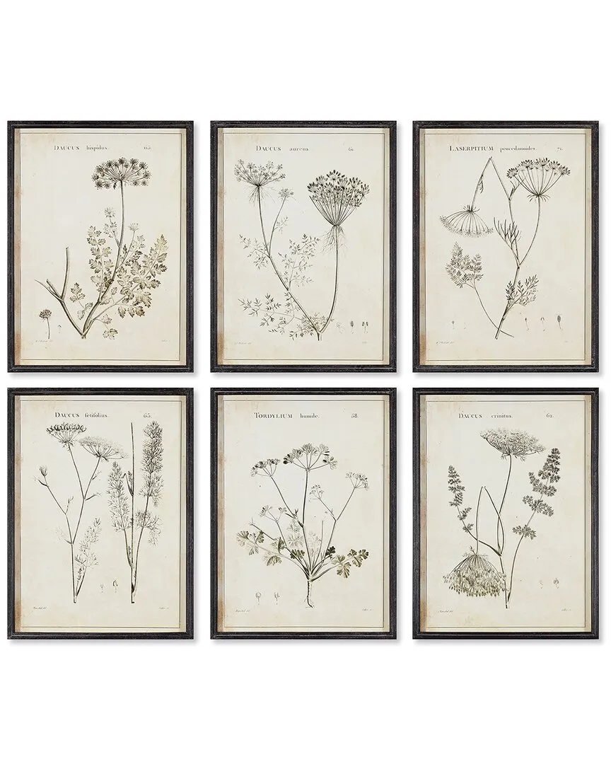 Set of 6 Wildflower Study Framed Prints - Fir Wood image