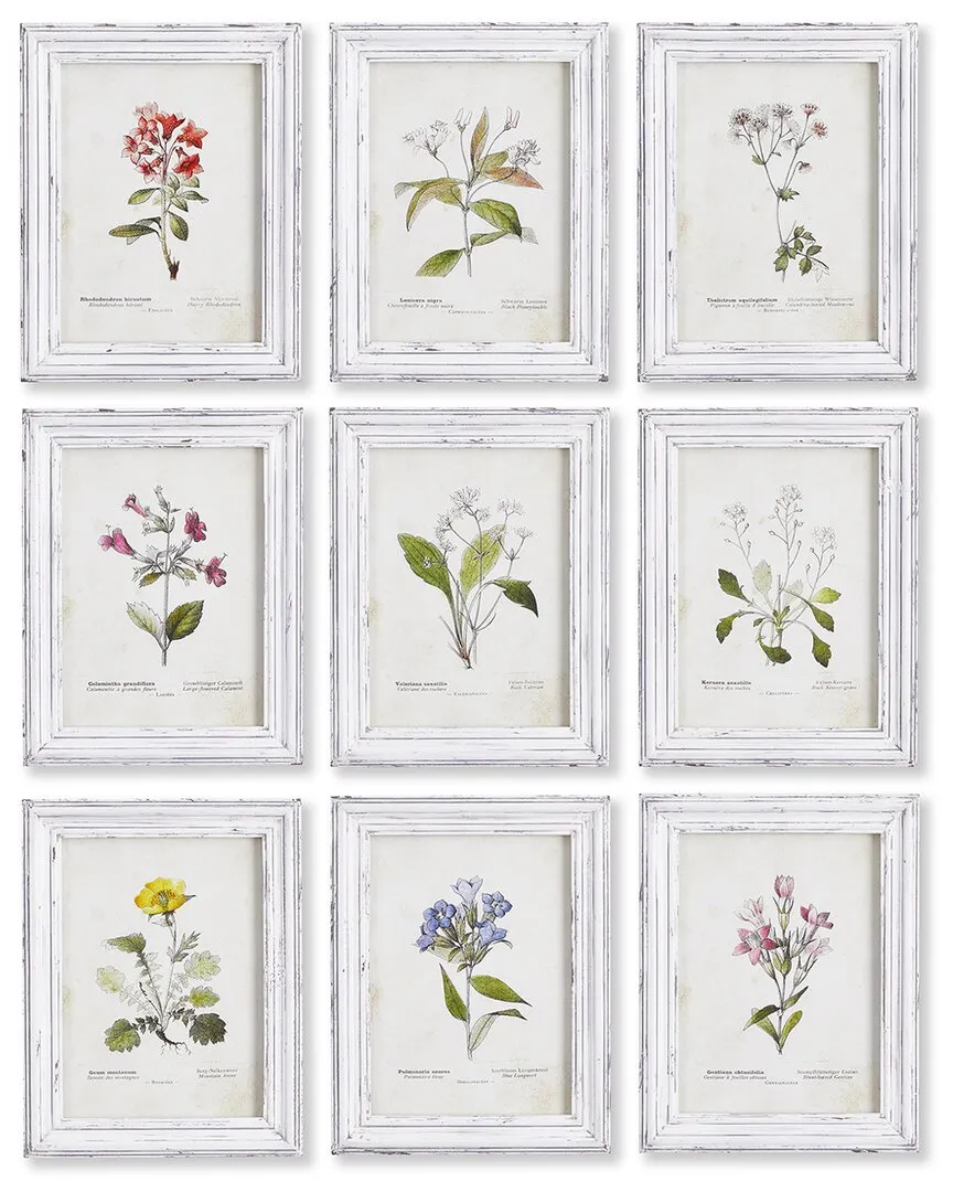 Set of 9 Garden Meadow Study Framed Prints - Fir Wood image