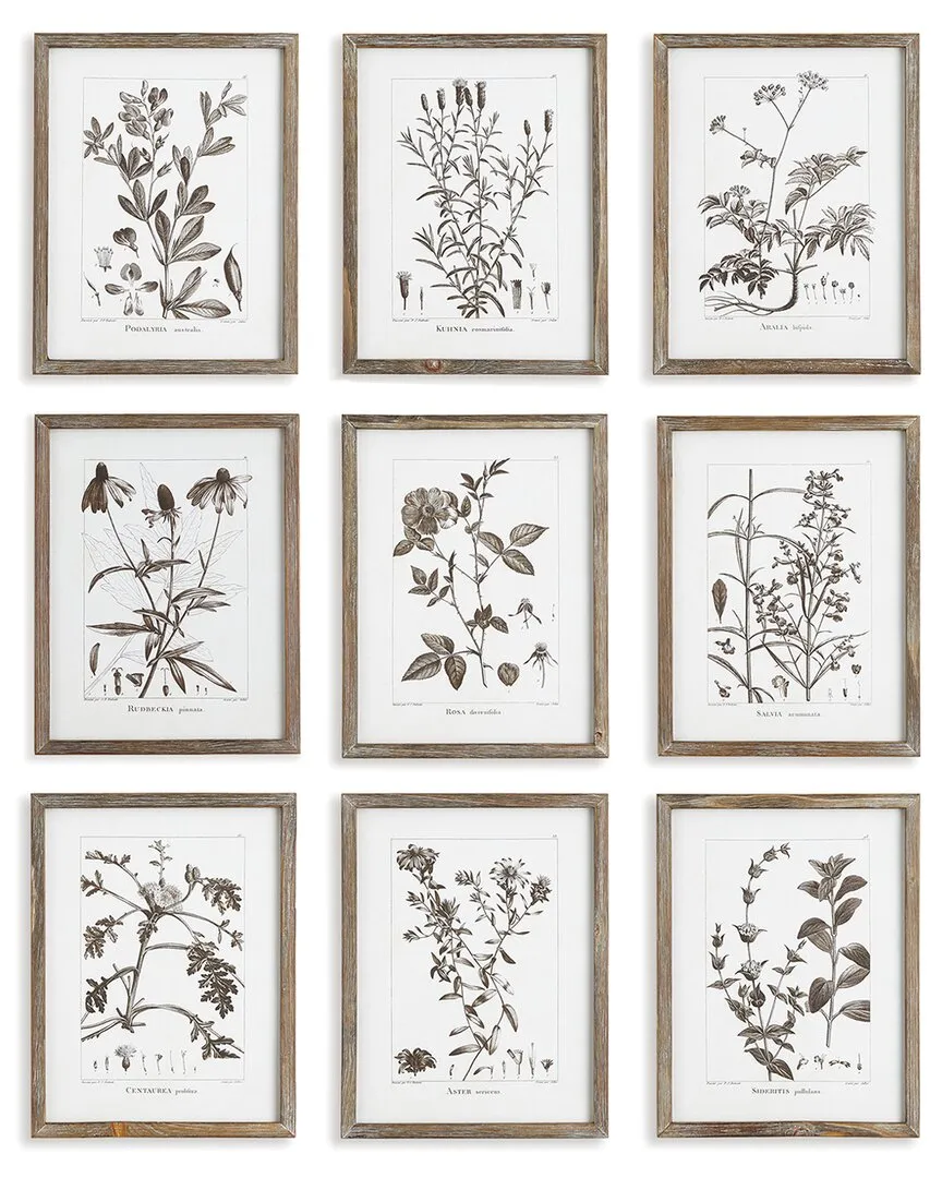 Set of 9 Rustic Foliage Study Framed Prints - Fir Wood