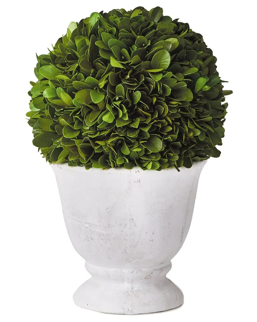 Small Boxwood Ball Topiary in Pot - Green