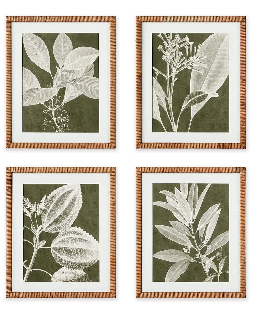 Translucent Stem Prints Set of 4 - Rattan Frame image