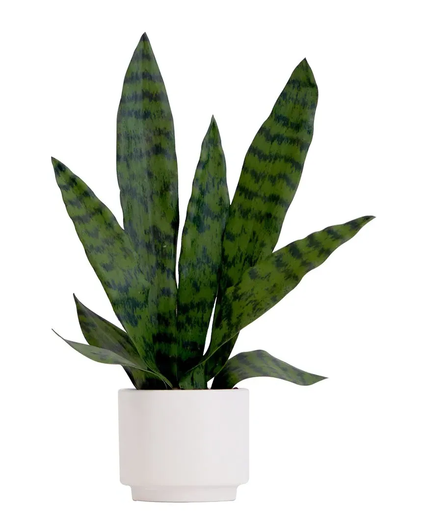 16in Artificial Sansevieria Snake Plant with Planter - Green