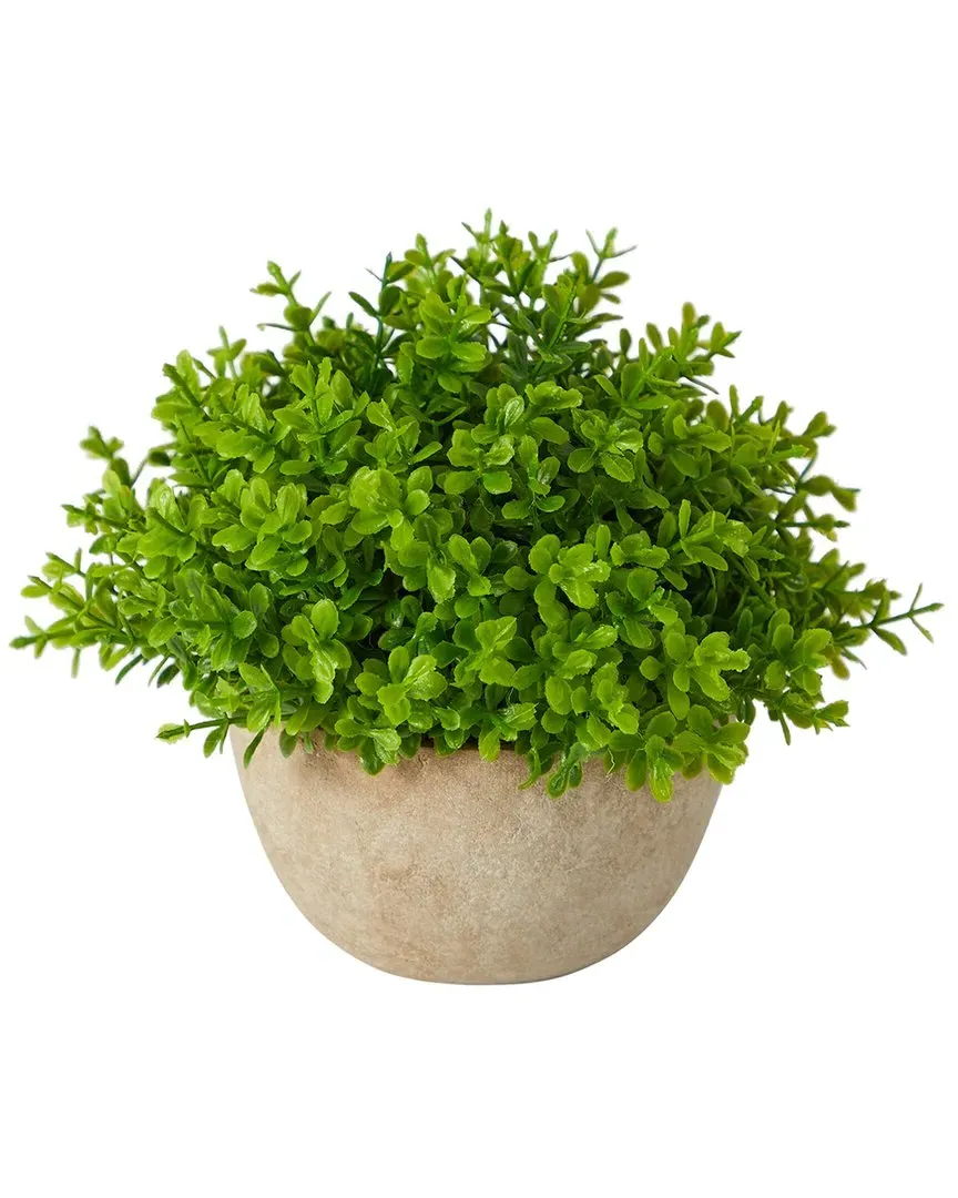 5in Decorative Planter with Boxwood Plant - Green image