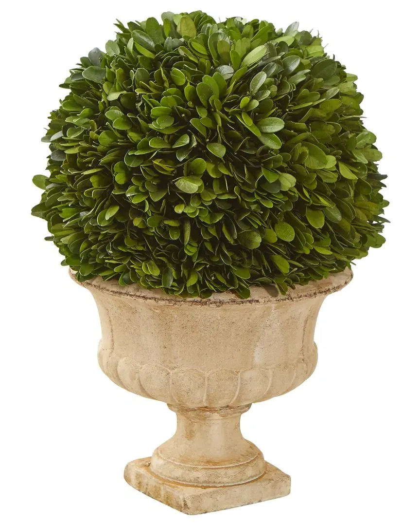 Boxwood Topiary Ball Preserved Plant in Decorative Urn - Green