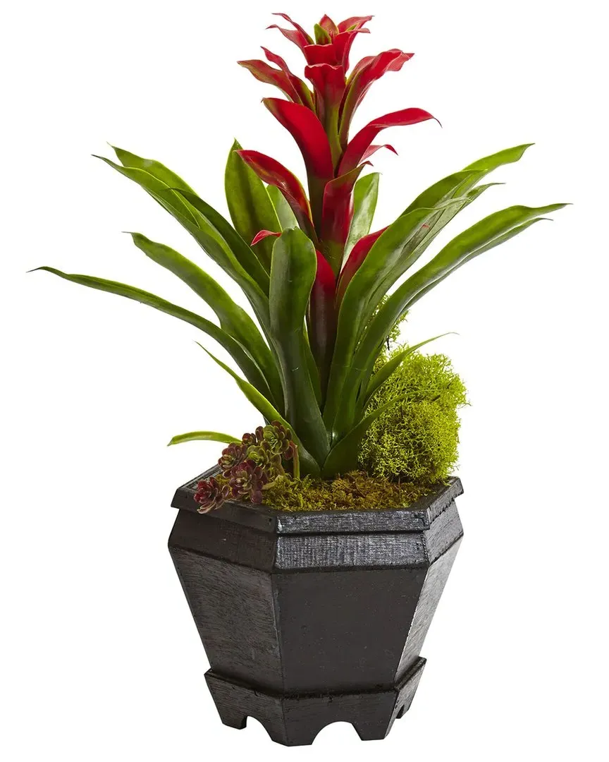 Bromeliad in Hexagon Planter - Red image